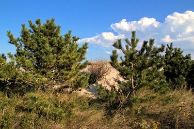 Scenic view of green landscape and mountains against sky