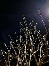 Low angle view of succulent plant against sky at night