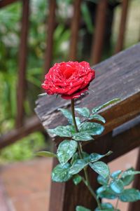 Close-up of red rose flower