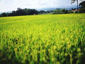 Scenic view of field against sky