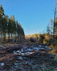 Trees in forest