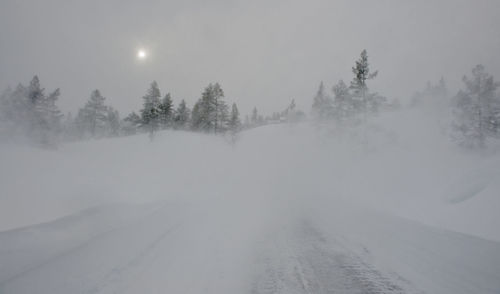 Trees on snow covered land against sky