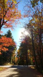 Road passing through forest