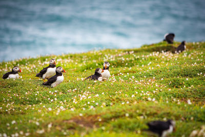 Puffin in