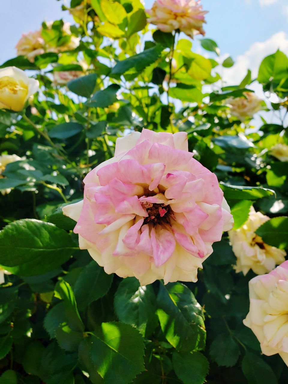 CLOSE-UP OF PINK FLOWER