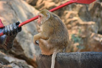 Close-up of monkey in monkey cave, chiang rai, thailand