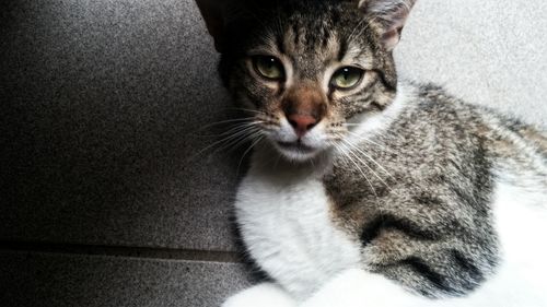 Close-up portrait of cat