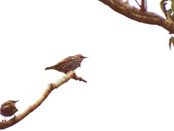 Low angle view of birds perching on tree