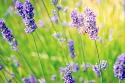 Close-up of purple flowering plants on field