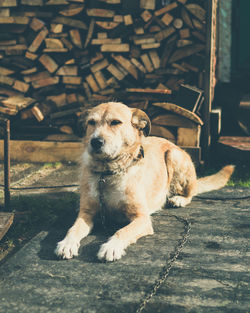 Portrait of dog resting on footpath