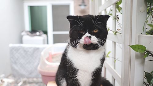 Portrait of a cat