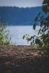 Close-up of plant growing in farm