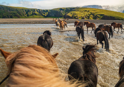 Horses in a field