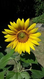 Close-up of sunflower