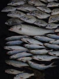 Close-up of fish for sale at market