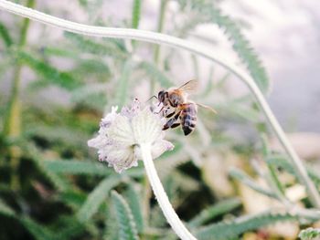 Close-up of bee on flower