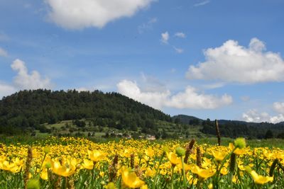 Scenic view of oilseed rape field against sky