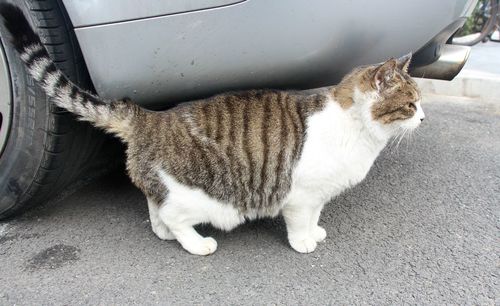 Cat sitting outdoors