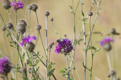 Close-up of purple flowering plants