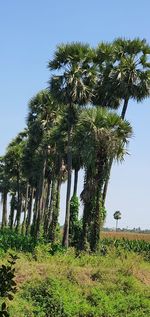 Trees on field against clear sky