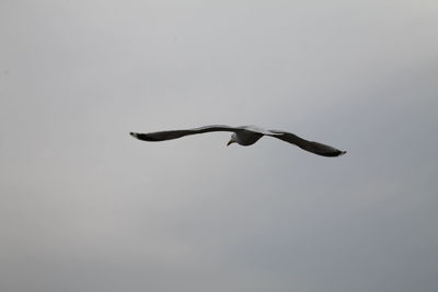 Low angle view of bird flying in sky