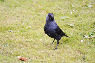 Raven on grassy field