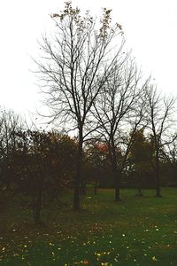 Bare trees on grassy field