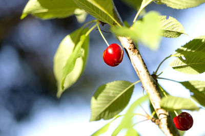 Close-up of red berries growing on tree