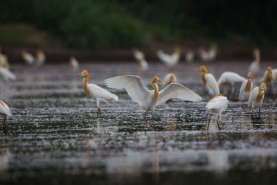 Flock of birds in lake