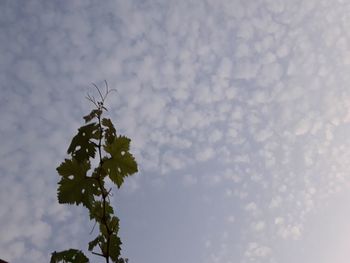 Low angle view of flowering plant against sky