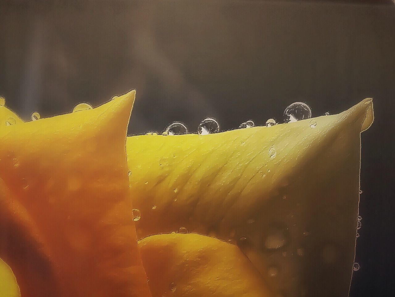 CLOSE-UP OF WET YELLOW FLOWER