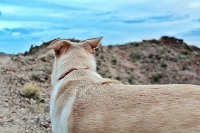 Close-up of dog sitting against sky