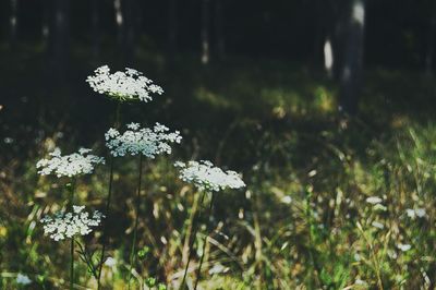 Close-up of white flowers blooming outdoors