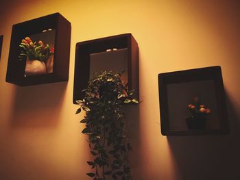 Close-up of potted plant on table at home