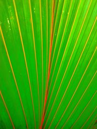 Full frame shot of palm leaf