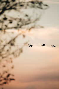 Low angle view of birds flying against sky during sunset