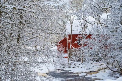 Snow covered plants by building