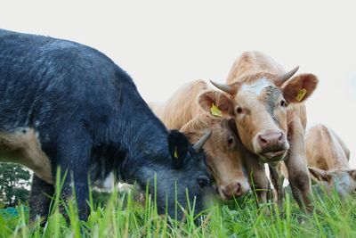 Portrait of cow on field