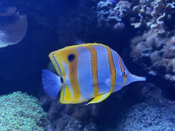 Close-up of fish swimming in sea