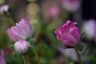 Close-up of pink rose