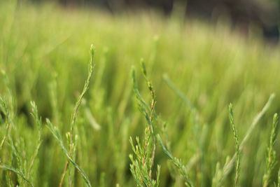 Close-up of crops growing on field