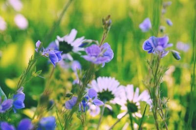 Close-up of purple flowering plants on field