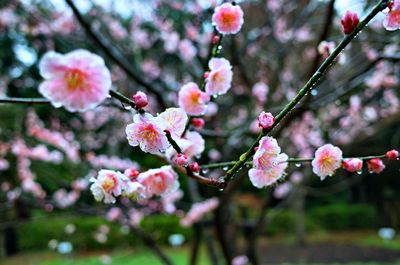 Close-up of pink cherry blossoms in spring