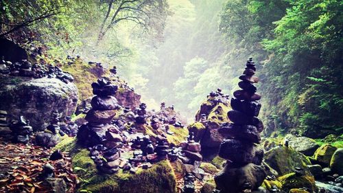 Panoramic view of rocks and trees in forest