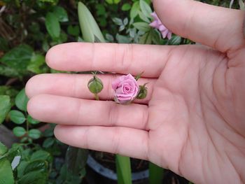 Close-up of hand holding pink flower