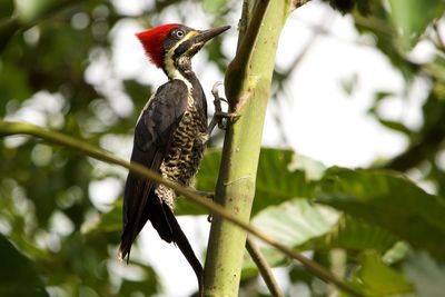 Low angle view of bird perching on tree