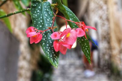 Close-up of red flowering plant