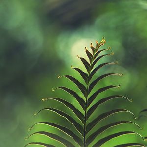 Close-up of plant