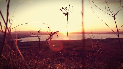 Close-up of grass on beach against sunset sky