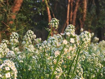 Close-up of flowering plant on land